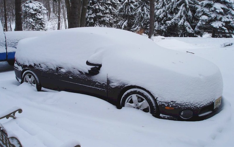 Snow Goat